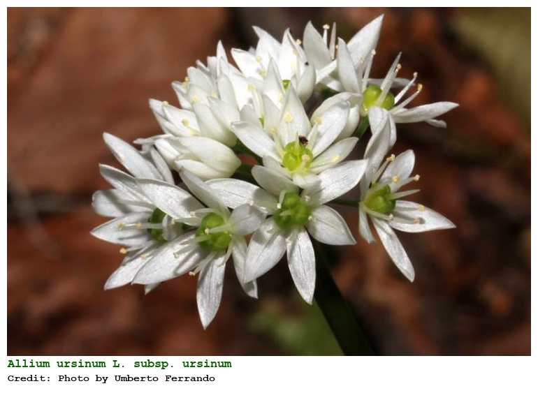 Allium ursinum L. subsp. ursinum